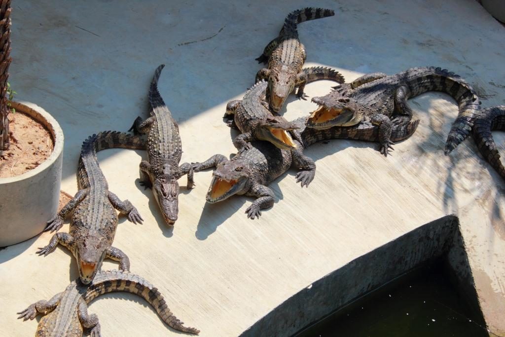 Крокодиловая ферма на Пхукете