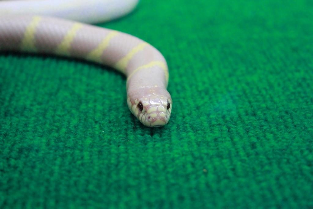 Змеинное шоу